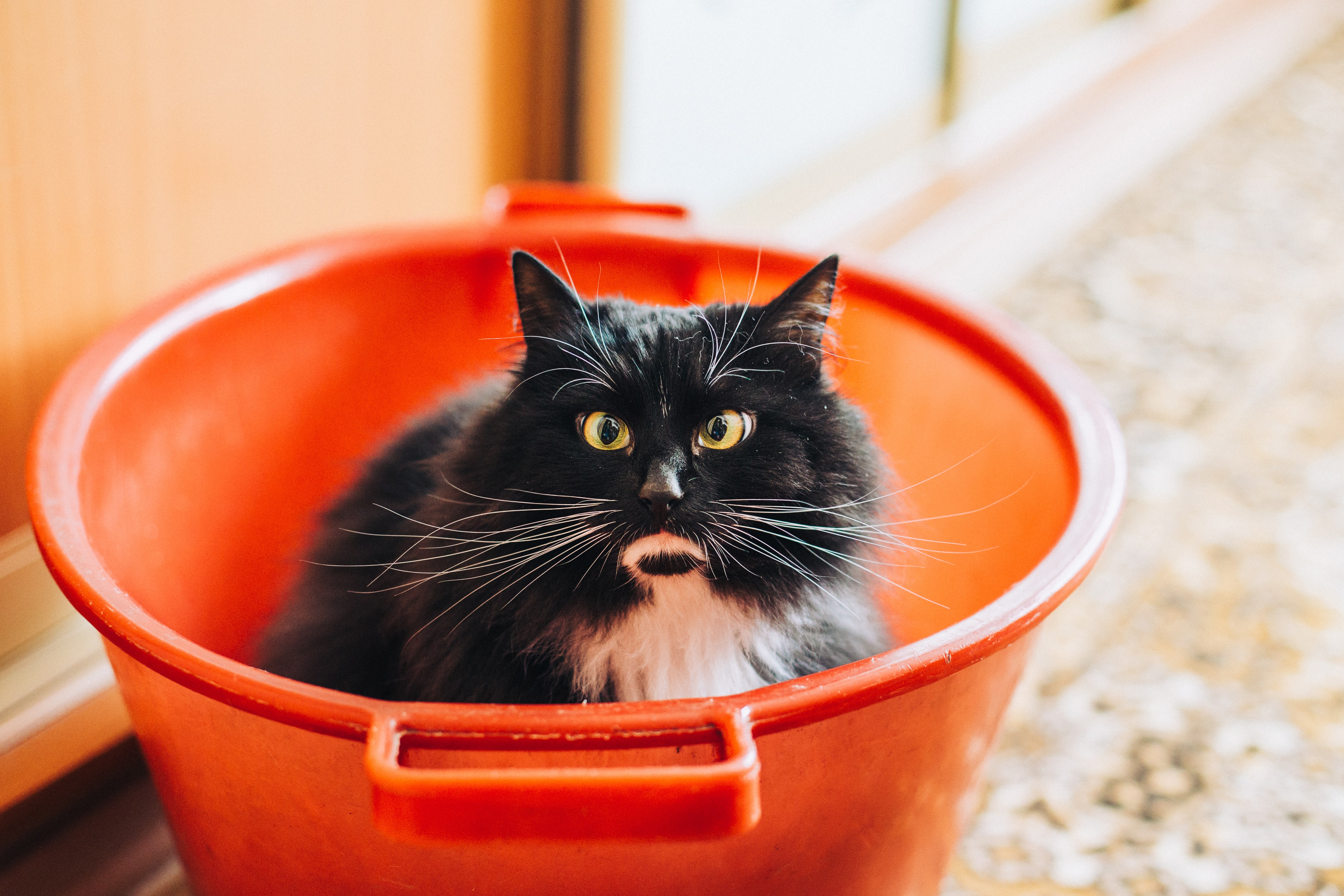 A grumpy cat in a colourful bucket