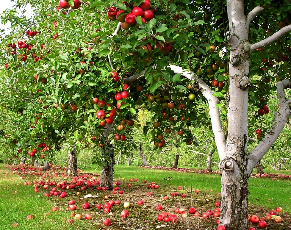 An orchard row